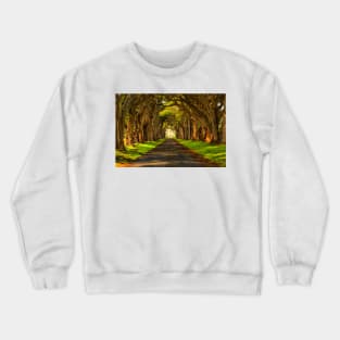 Cypress Tunnel Afternoon Glow Crewneck Sweatshirt